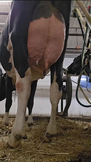 Reposting#cow #holstein #farmer #france #quebec #milk #satisfying