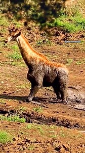 A young giraffe struggles to escape the swamp 🦒🌿 #WildlifeStruggles #AnimalBehavior #NatureEncounters #Animal #Wildlife | ยุทธ สติ๊กเกอร์ Online