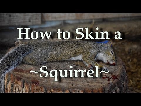 How to Skin a Squirrel the REAL Way!