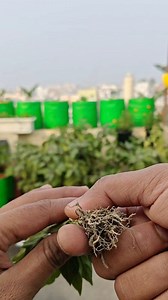 Plants repotting, Cutting and care tips #gardening #plants #care #tips #organicgardening #gardeningaasaanhai | Gardening Aasaan Hai