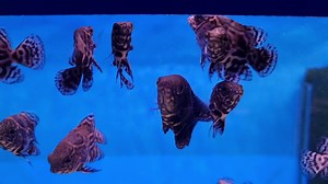 How nice are these! Wild Baby Oscars - £18.00 each. For further information please contact us on 01773861255 - Tropical Department | Wharf Aquatics