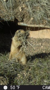 These TikTok challenges are getting out of hand... Won't anyone think of the children? Well, that's just who this big mouth of grass is for! Park wildlife biologists have spotted some of this year's very first juvenile Utah prairie dog pups emerging from underground, and it took a lot of work to rear those kiddos. Here we see a female prairie dog gathering nest material for a nursery burrow a month ago, likely not long before pups were born. Female prairie dogs take nesting material very serious