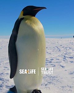  Today is Penguin Awareness Day!  Sophie, our Penguin Expert at SEA LIFE Chessington World of Adventures, is here to share penguin trivia and facts. Join the festivities as we raise awareness and appreciation for these adorable, feathered friends. ❄️ To hear more, watch our full video here: https://youtu.be/8CR6wRzYPgw #PenguinAwarenessDay | SEA LIFE Aquarium | Facebook
