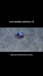Oh to be two deep sea octopuses at the bottom of the sea floor getting their photo taken by @schmidtocean Me and @alvcesphotography fr fr #marinebiology #marinelife #octopus #deepsea #couples | Meg Octopus Biologist