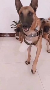 2.9K views · 171 reactions | Puppy backpack  | Malinois Lovers | Facebook
