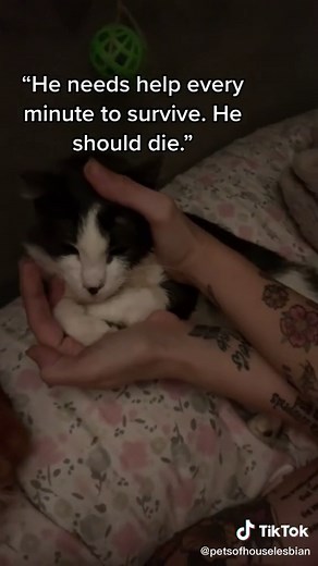 Stop the #hate. Stop the #ableism. #hollyboywobbles#petsofhouselesbian#teambuddyholly#cerebellarhypoplasia#wobblycat#buddyhollyadventures