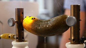 alpha Lernen | Physik: Experiment: die leuchtende Gurke