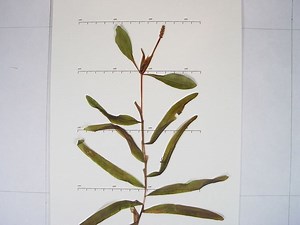 Potamogeton alpinus - Alchetron, The Free Social Encyclopedia