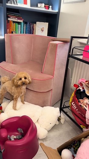 My dog & her giant bunny 🤣🫣😫😩😱 #cockapoosoftiktoks #cockapoo #puppy #fyp | Ferne McCann