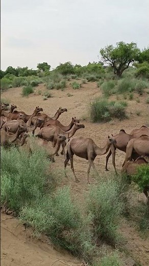 Desert camel mating seen viral short.