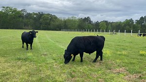 🛑Registered Angus Bulls🛑 Good Registered Angus Bulls are hard to find! We will have these 4 Angus bulls. They’ll are sired by a 44 Fams Angus bull and have great genetics. Raised just north of Houston in the souther climate. They sell Saturday, April 12th, at East Texas Livestock- Crockett, TX at 12 noon Online bidding available through www.dvauction.com | Weiterman Cattle Sales