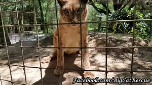 KEEPER MOMENT – Twenty-two year old Siberian Lynx, Apollo, is hanging out on top of his den listening to Keeper Marie. See 60 to 90 more of these Keeper Moment videos that are exclusive to Subscribing Supporters for only 99 cents a month. Just hit the “Support Now” button below. Video by Keeper Marie Schoubert #BigCatRescue #BigCats #SiberianLynx #NotPets #ARZoo @BigCatRescue | Big Cat Rescue