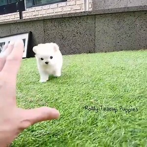 5.2K views · 123 reactions | Ollie is so sweet  By: Rolly Teacup Puppies | HyperActivz | Facebook
