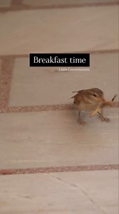 10K views · 255 reactions | Breakfast time 聯 . . . #Sparrowfood #Sparrowhavinginsect #birdfeeding #nature #housesparrow #LittleConversationssana #chidiyaghar #birding #breakfast | How To Invite Birds | Facebook