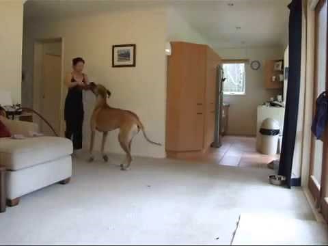 teen girl vs Dog
