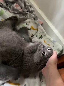 18K views · 1.8K reactions | We’re supplementing little Spare Rib, as...