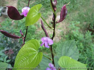 Lablab - Alchetron, The Free Social Encyclopedia