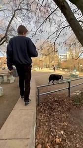 The line was too hard for me to film it myself while guiding Ninja. Luckily I skilled camera operator @silky.zigzag was around to help us out. I think I will focus on longer lines more. The hardest part was to stop him at the beginning so I could overtake. My movements always overwrite my verbal commands. . . #dogs #dogtraining #dogbehavior #bordercollie #urbanagility | Parkourcollie Ninja