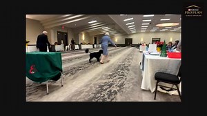 3.4K views · 41 reactions | Elora Gorge- Jean-Louis Blais | Canadian Dog Fancier | Facebook