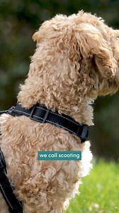 Scooting is a behaviour that occurs when dogs drag their rear end across the ground–often signalling discomfort or irritation in that area. Scooting can be a sign of common underlying issues, such as irritated anal glands, intestinal worms, skin infections, or allergies. While maintaining good hygiene through regular grooming, ensuring proper deworming, and providing a balanced diet can help prevent scooting, if you notice it occuring frequently, you should visit your vet for a thorough check-up