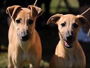 Tout savoir sur le Whippet (vidéo)