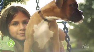 8.6K views · 89 reactions | Like humans, dogs are each individual with distinctive personality traits, but some breeds are notoriously more affectionate and love to cuddle up next to their humans. Which breed do you think is the most cuddliest? https://o60.me/aCMOkd | Over 60 | Facebook