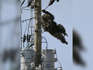 Cha Cha the Chimp Leads Police on Chase After Zoo Escape