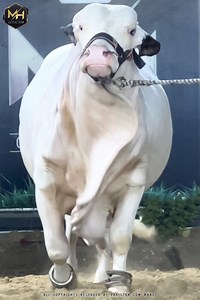 ماشاءاللہ لا حول ولا قوۃ الا بالله❤️ THE FINEST GULABI BACHRA FROM OUR FARM🍀 PRESENTING 🩷 *LADLA* 🩷 MH CATTLE FARM 🔥 CONTACT📞 0321 8262225 #anasphotography #cowmandi #season2024 #Pakistancattlemarket #Pakistancowmandi #dalfa #COCmember | Karachi Cow Mandi Services