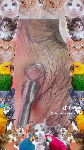 Kimberly Sanders on TikTok