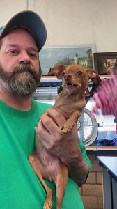 77K views · 2.4K reactions | Balancing ribbon on his head while he sees a customer walk in and ask about him and then giving him attention and wants to see her.. he gets so excited when anyone pays attention to him lol he did get to meet her but I stopped the recording | Sir Bardsley and Gretchen | Facebook