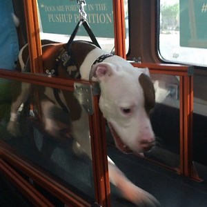 Spike, Nico, & Shadow working hard now to enjoy the weekend later #RunBuddy #WeRunDogs #PawPower #trio | RunBuddyMobile | Facebook