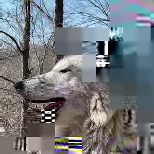 Appreciate wolves. Never take them for granted. We miss you, Alawa ❤️ | Wolf Conservation Center