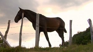Horse Looking Over Fence Stock Footage Video (100% Royalty-free) 844279 | Shutterstock