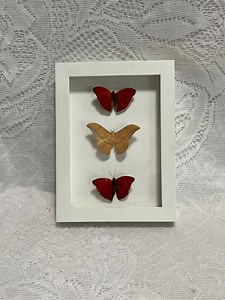 Vintage Trio of Insect Taxidermy (2 Butterflies and a Moth) - Etsy