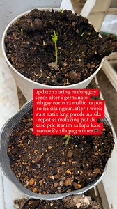 upadate sa ting malunggay seeds or moringa seeds #malunggay #moringa #japan #garden #gardening #gardeningtips #gardenideas #pinayinjapan #fyp #jesceljapanandph #fypシ゚ #vegetables #gardeningideas #buhayabroad #pinoyabroadreels | Jescel Japan and Ph