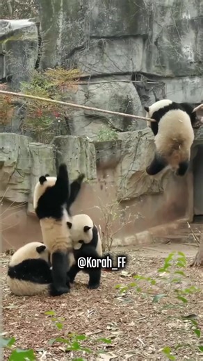 #korah #korah_ff #doblajekorah #doblaje