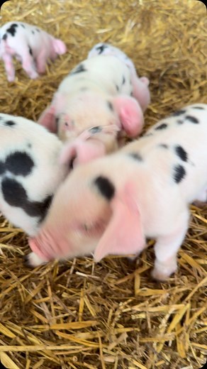 Cutest bacon seeds ya ever did see ❤️🤠🥩#farming #sussex #cattle #fairness4farmers #supportlocal #cattlemen #pigs | Lloyd Baker Services