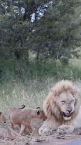 4.1K views · 17 reactions | The father lion is on duty as a babysitter #animals #animallover #lionking #lions #reelsfacebook | Lion TV Channel | Facebook