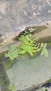 Kaun Ho Tum... | Rajanika Ganguly Mukherjee