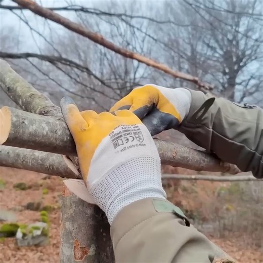 Camping in a transparent tent alone at night in the wilderness surrounded by wolves | JR Solo | Facebook