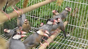 #E Java Sparrow - JS #M Pipit Java - Finch #C 文鸟 1. English Please...