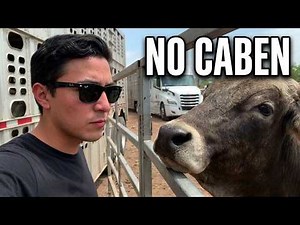 🐮 Transporting 82 STUBBORN COWS in a CATTLE TRAILER