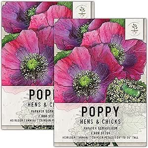 Seed Needs Hens & Chicks Poppy Seeds for Planting - Heirloom & Open Pollinated Annual Wildflowers - Beautiful Poppies to Attract Pollinators to a Butterfly Garden (2 Packs)
