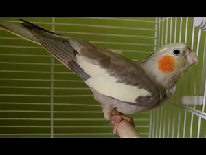 female cockatiel MATING sexy call