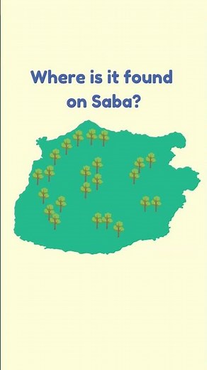 🌳 Tree of the Week: Gumbo-limbo 🌳