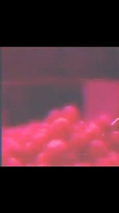 PiNK PYTHON PUFFS | Riff Raff