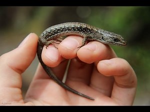 Alligator Lizard | Reptiles of BC