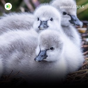 25 reactions | Video shows fluffy newborn black swan chicks! 廉廉 | Incredible Tails | Facebook