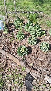 I fought cabbage worms like crazy last fall on my collard greens. I think it was a combination of the electroculture and the wasps that kept my plants from dying because it was craziness. #cabbageworms #gardening | The gardening nurse