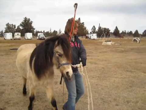 How to Teach Your Horse Basic Dressage In-Hand & Ground Work